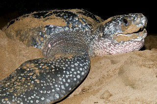 Leatherback turtle from the Conservation International press release 'New Cocos Marine Protected Area' - photo courtesy of © Jason Bradley/bradleyphotographic.com