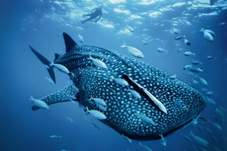 Diver with whale shark in the Andaman Sea