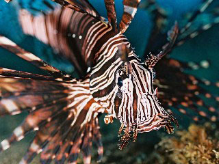 Lionfish - beautiful but dangerous diving companions