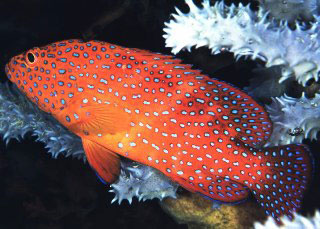 Coral trout - photo courtesy of Cary Yanny