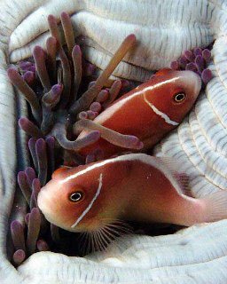 Top 20+ Best diving in the world 5 The Best Diving Destinations and Dive Sites in the World
