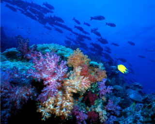 A typical underwater scene that will great scuba divers in the Andaman Sea, Thailand