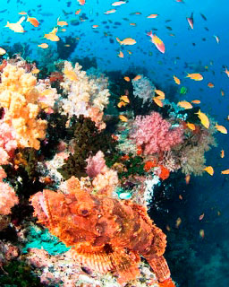 Scorpionfish and anthias are found at Koh Lipeh - photo coutesy of ScubaZoo