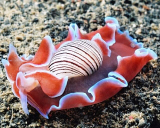 A cowrie shell in the Lembeh Strait