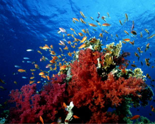 Diving in Thailand - red soft corals and fairy basslets