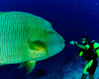 An enormous Napoleon wrasse inspects a diver at Pulau Sipadan - photo courtesy of ScubaZoo