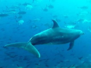 Diving with dolphins in the Galapagos Islands - photo courtesy of David Espinosa