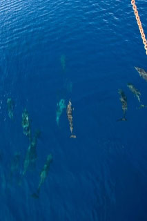 The spinner dolphins of Nusa Laut, in the Banda Sea - photo courtesy of Chris Horne