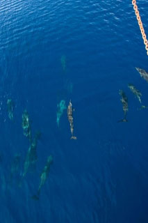 The spinner dolphins of Nusa Laut, in the Banda Sea - photo courtesy of Chris Horne