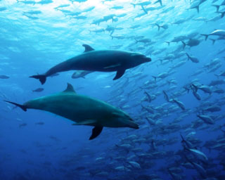 Dolphin hunting behaviour at Cocos Island - photo courtesy of Shmulik Bloom, Undersea Hunter