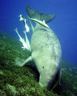 Dugongs come to feed on the seagrasses in the Red Sea's Deep South - photo courtesy of Ashraf Hassanin Dugongs come to feed on the seagrasses in the Red Sea's Deep South - photo courtesy of Ashraf Hassanin