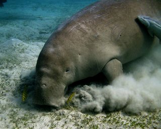 Dugong at Marsa Tahrir, Port Ghalib, southern Egypt - photo courtesy of Christine Koeps