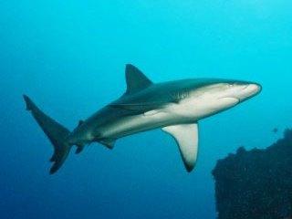 Diving with Galapagos sharks - photo courtesy of P. Lange, Galapagos Sky