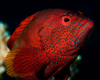 A juvenile goral grouper in Egypt's Red Sea - photo courtesy of Matthias Schmidt