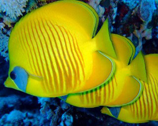 These masked butterflyfish are one of the 7 endemic members of this 14 species-strong family of fish living in Egypt's Red Sea - photo courtesy of Ashraf Hassanin
