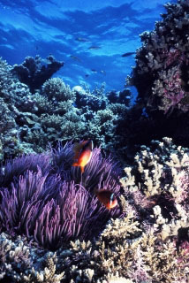 Anemonefish and purple anemone - photo courtesy of Mike Greenfelder