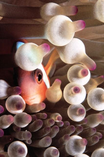 Diving in Kadavu: Anemonefish in bulb-tentacle anemone - photo courtesy of Mike Greenfelder
