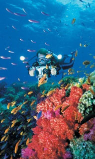 Diving over soft corals in Fiji - photo courtesy of Mike Greenfelder