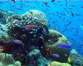 Namenalala Island reef scene - photo courtesy of Helen Sykes, Marine Ecology Fiji