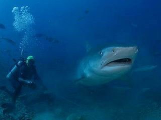 Tiger shark in Fiji - photo courtesy of Doug Perrine www.Seapics.com