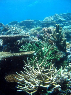 Healthy hard coral reef scene in Fiji - photo courtesy of Helen Sykes, Marine Ecology Fiji