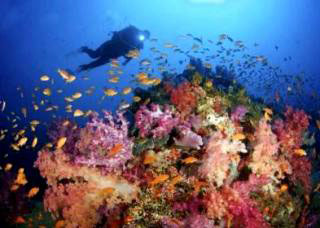 Soft corals of the Rakiraki dive sites - photo courtesy of VoliVoli Resort