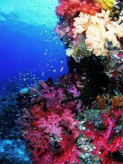 Diving at Taveuni's Rainbow Reef