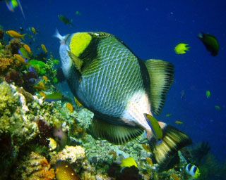 Titan triggerfish - photo by Francis Molina