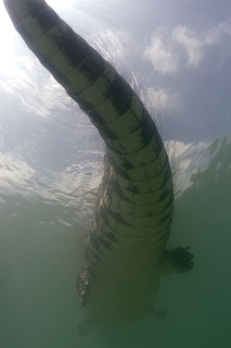 A too-close up of a saltwater crocodile - Borneo, Malaysia - photo by Matt Oldfield of Scuba Zoo