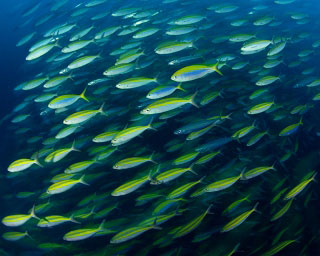 Big schools of fusiliers are a common sight when diving in the Maldives - photo courtesy of ScubaZoo