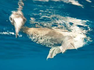 Booby at the water's surface - photo courtesy of Michelle Benoy-Westmorland