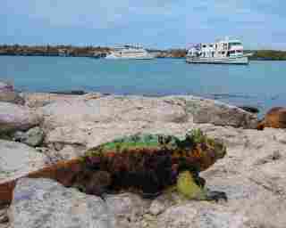 Marine Iguana in the Galapagos Islands