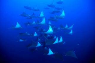 Dive in Galapagos with mobula rays