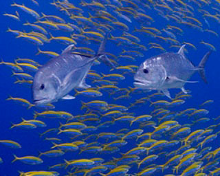 Trevally hunting fusiliers - photo courtesy of ScubaZoo