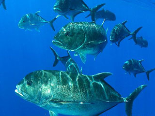 Giant Trevally