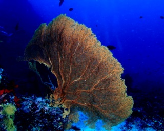 Gorgonian fan at North Point Pinnacle, Similan Island No. 9 - photo courtesy of Eric Law