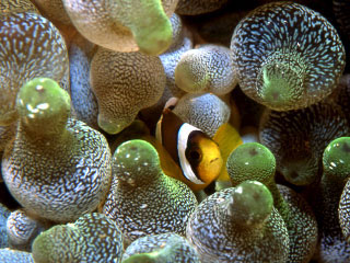 Diving in Gorontalo: Clark's anemonefish in bulb-tentacle anemone - photo courtesy of Massimo Boyer