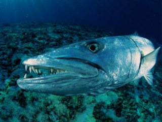 A great barracuda in Thailand