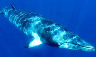 Minke whales can been at some Australian dive sites - photo courtesy of Mike Ball