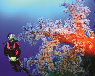 Diving in Australia in the Coral Sea - photo courtesy of Mike Ball