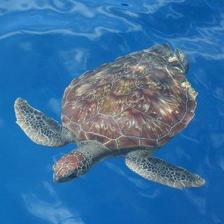 A green turtle at Island No. 6, Koh Payu - photo courtesy of Sheldon Hey