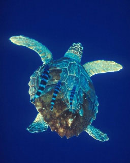 Female green turtle
