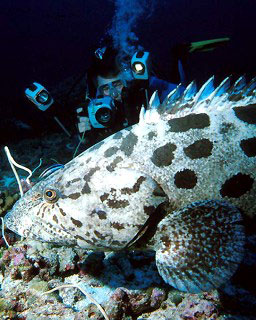 Marcel with potato grouper