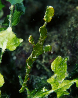 Diving in Ambon: Halimeda robust ghost pipefish at home amongst its natural halimeda algae habitat - photo courtesy of ScubaZoo