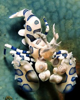 Harlequin shrimp can be found on Thailand liveaboard trips to Richelieu Rock