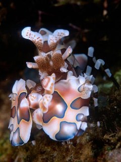 Harlequin shrimp - photo courtesy of Silent Symphony