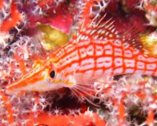 Hawkfish - photo courtesy of Macana