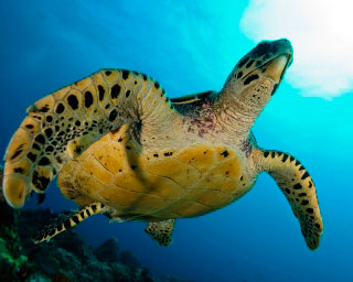 Hawksbill turtles can be seen in Koh Tarutao - photo coutesy of ScubaZoo