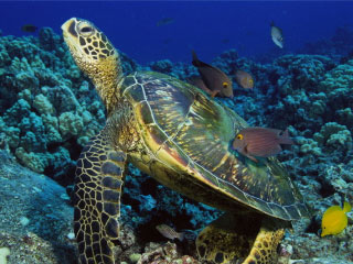 Hawksbill turtle