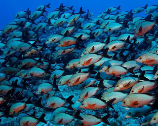 Diving in Maldives with humpback snappers - photo courtesy of Werner Lau/copyright U. Kefrig